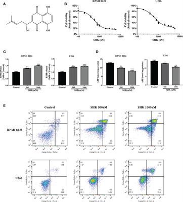 Shikonin induces ferroptosis in multiple myeloma via GOT1-mediated ferritinophagy